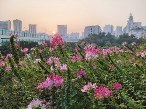 船尾蝴蝶花