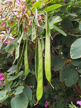 紫荆花豆