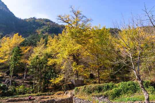 水没坪银杏树