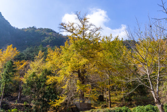 水没坪银杏树