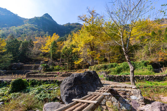 银杏树