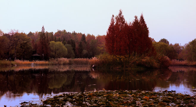 秋景