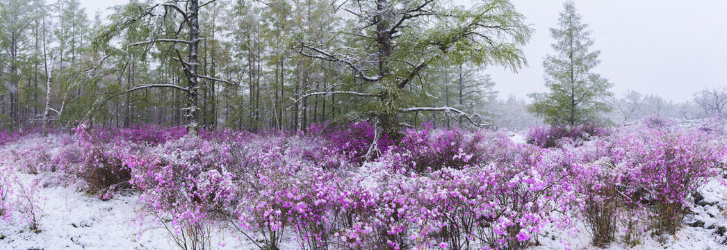 雪中杜鹃