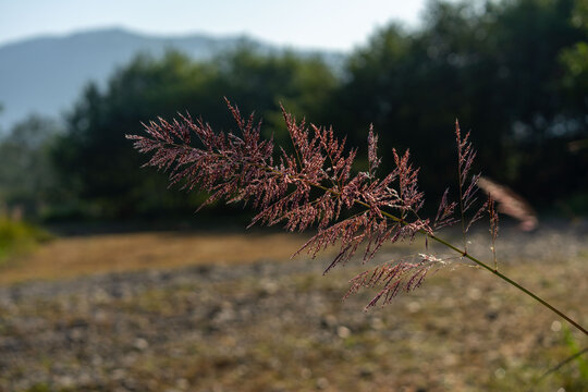 芦苇