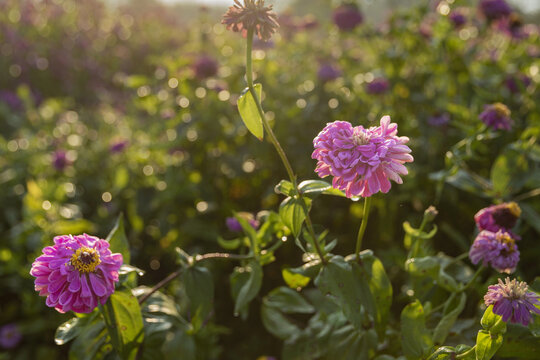 逆光百日菊