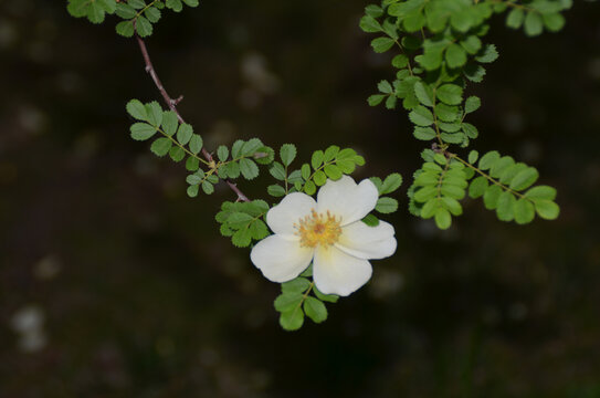 黄刺枚花