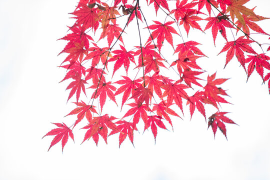 秋天红叶设计素材