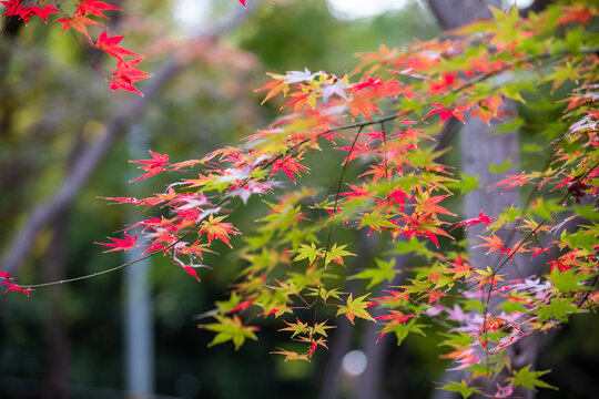 枫叶红漫天