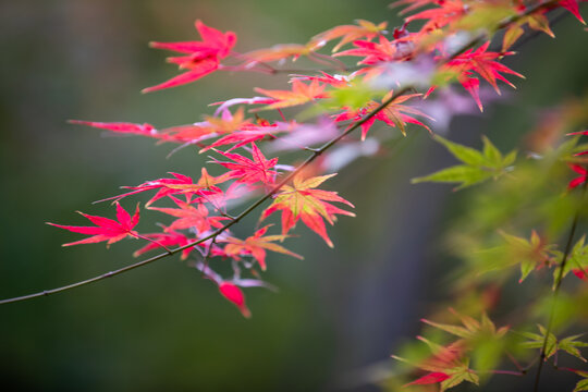 枫叶红漫天