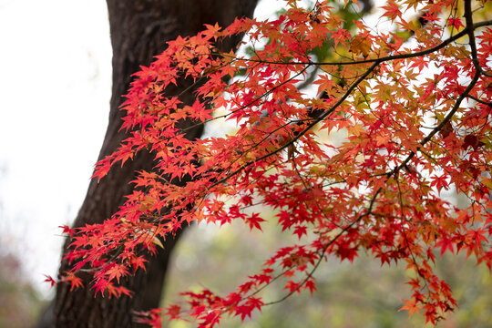楓葉紅漫天