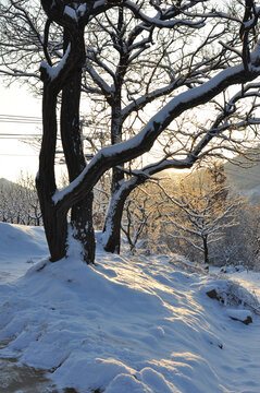 雪景