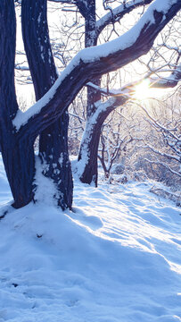 雪景