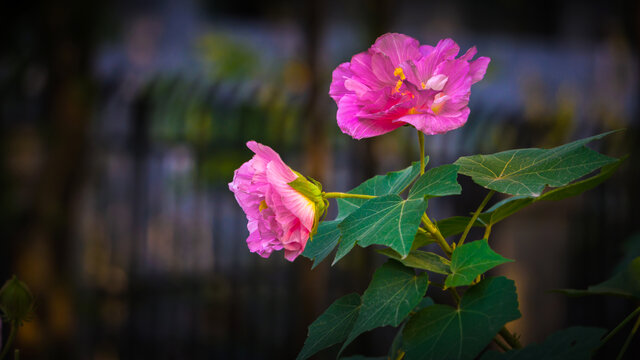 花卉红玫瑰