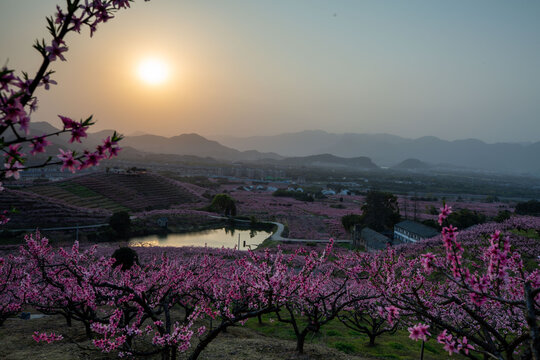 桃花