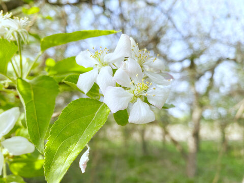 苹果花