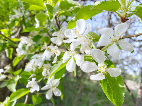 果树开花