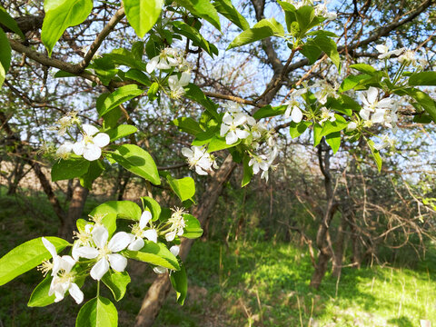 苹果树开花