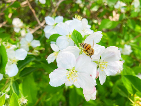 苹果花