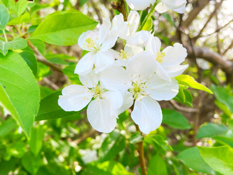 春季苹果花