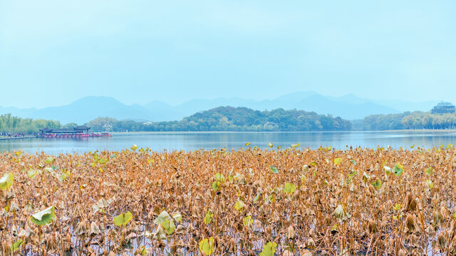 杭州西湖秋景残荷