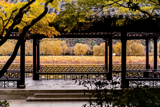 杭州西湖中式建筑绿水芙蕖秋景