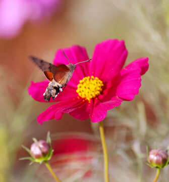 蝴蝶与花