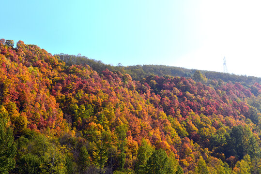 秋色红树叶