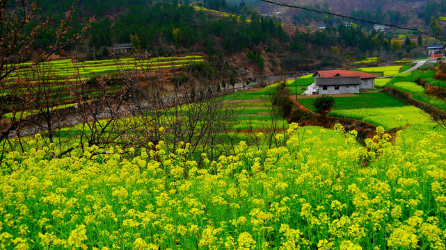 乡村油菜花