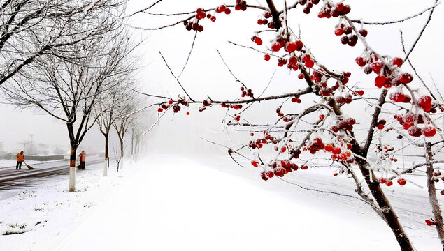 傲雪海棠