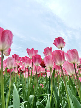 郁金香花