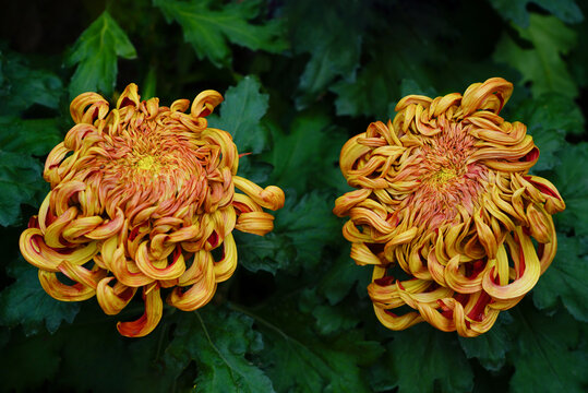 两朵橙色菊花