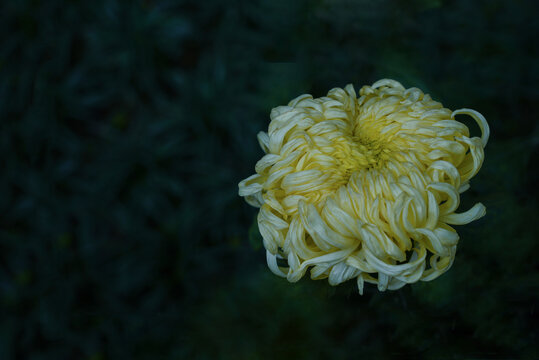 一朵黄色菊花特写