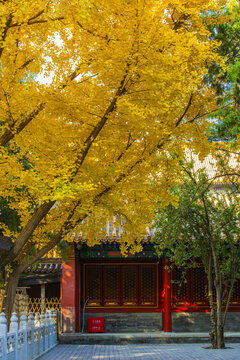 北京故宫慈宁宫花园秋色