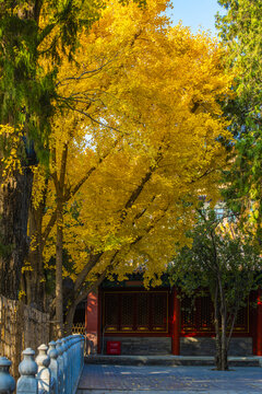 北京故宫慈宁宫花园秋色