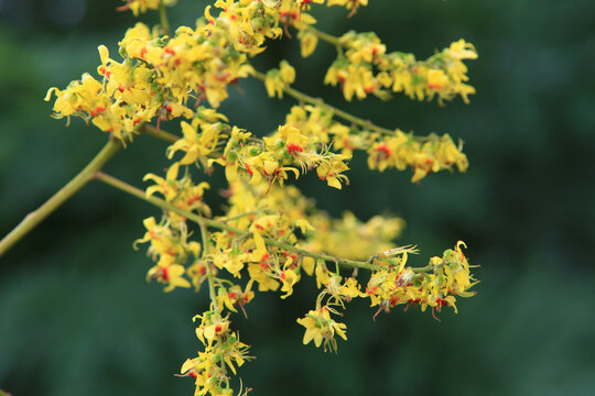 栾树开花