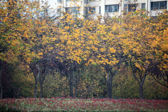 栾树开花