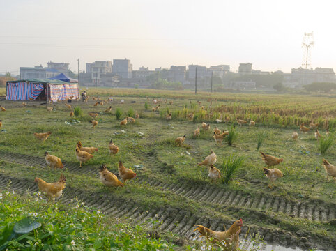 走地鸡