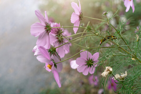 波斯菊