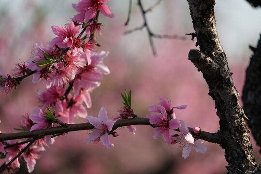 桃花