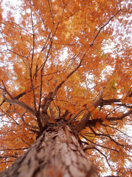 仰拍秋天的杉树