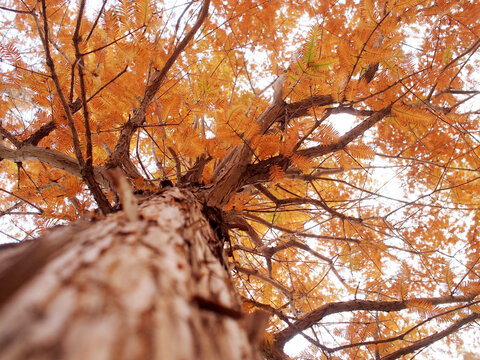 仰拍秋天的杉树
