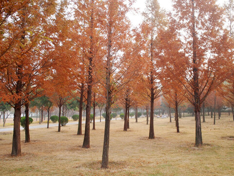 秋天的杉树林