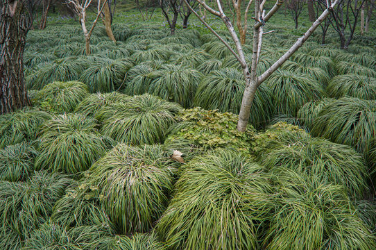 绿化草