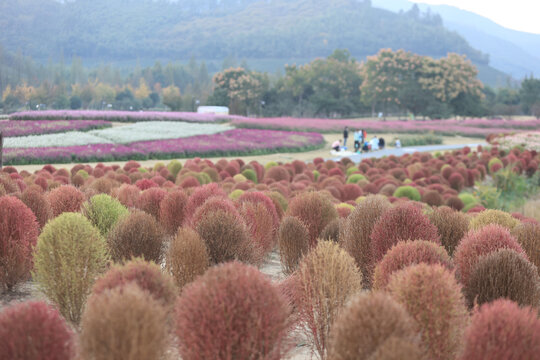 杭州径山花海