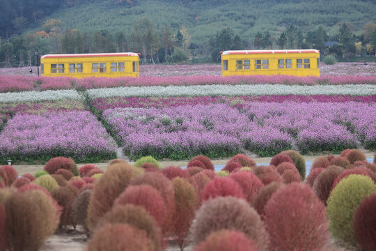 杭州径山花海