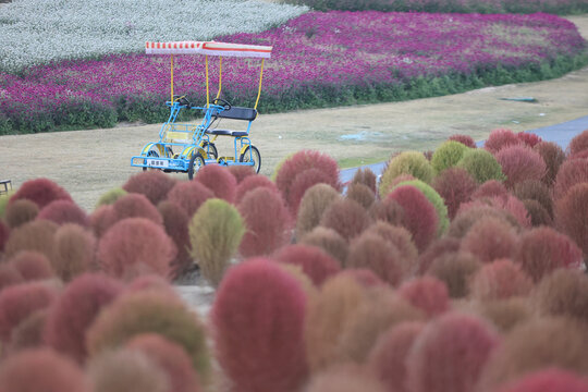 杭州径山花海