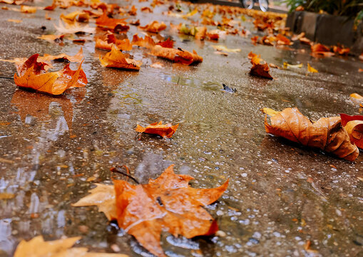 雨中的秋