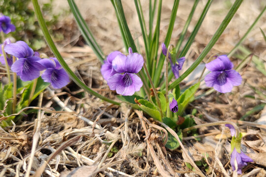 初春盛开的紫花地丁