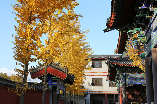 秋天的沈阳东塔永光寺