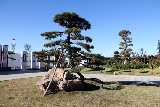 焦作天河公园造型油松